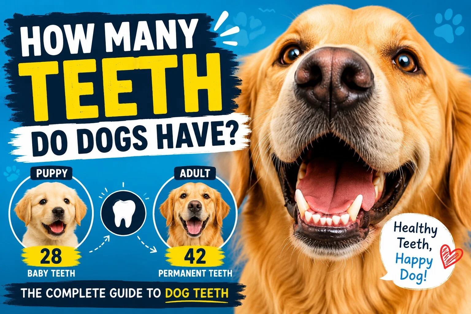How Many Teeth Do Dogs Have