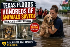 Texas Flood Heroes Rescue Pets Left Behind by Rising Waters