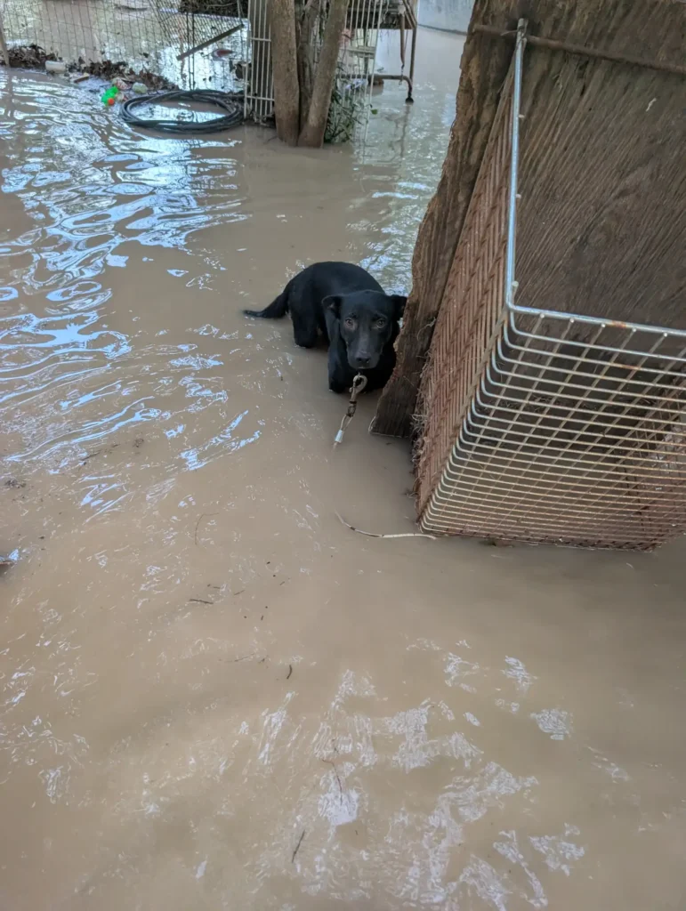texas flood pet rescue